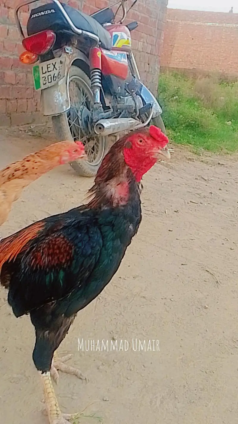 burmi murga hi or burmi thi madi or burmi thi patha jis Bhai ko samajh — photo 2