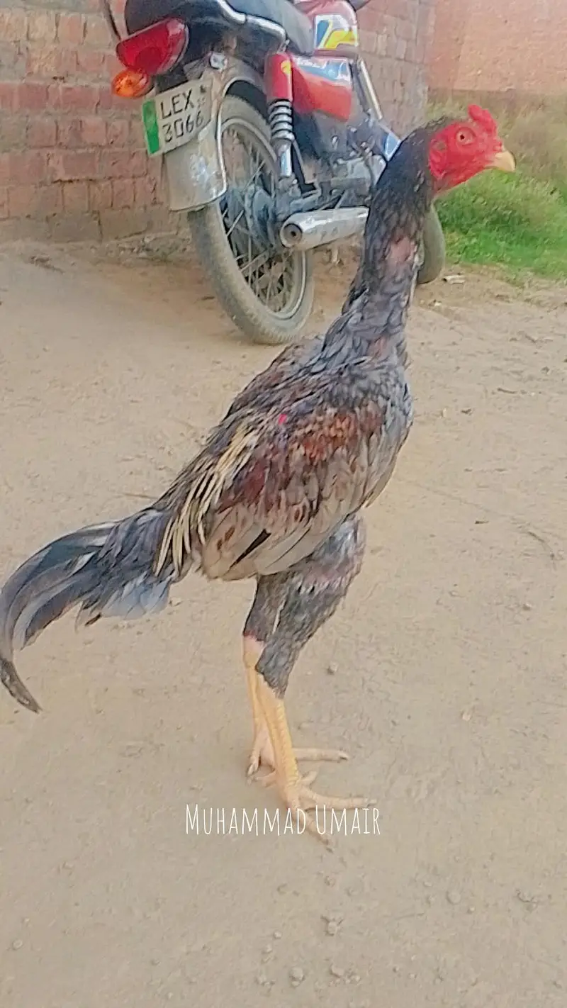 burmi murga hi or burmi thi madi or burmi thi patha jis Bhai ko samajh — photo 3