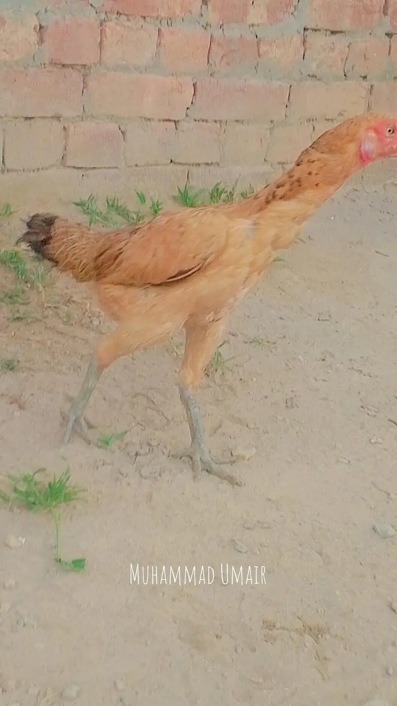 burmi murga hi or burmi thi madi or burmi thi patha jis Bhai ko samajh — photo 4