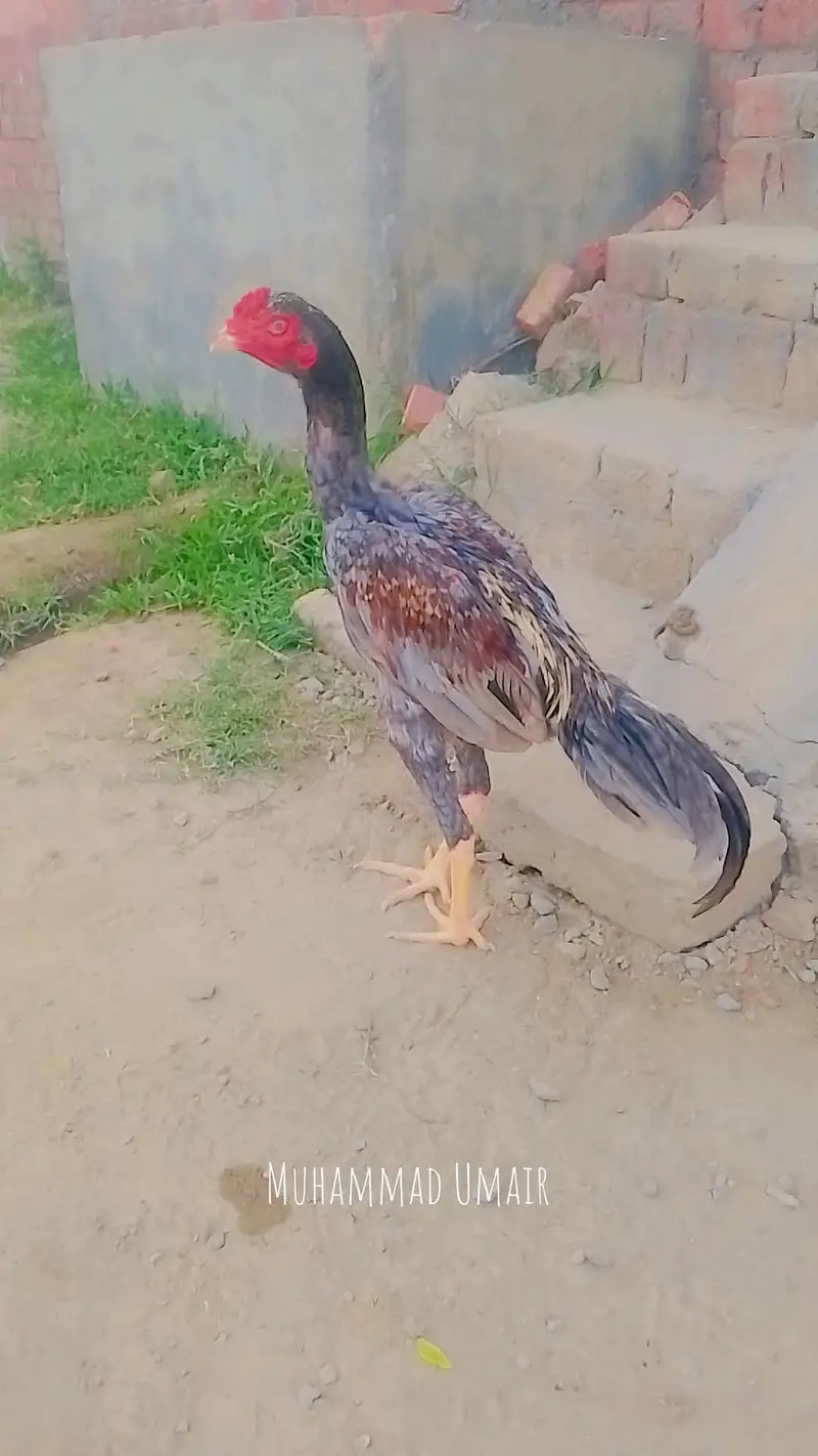 burmi murga hi or burmi thi madi or burmi thi patha jis Bhai ko samajh — photo 5