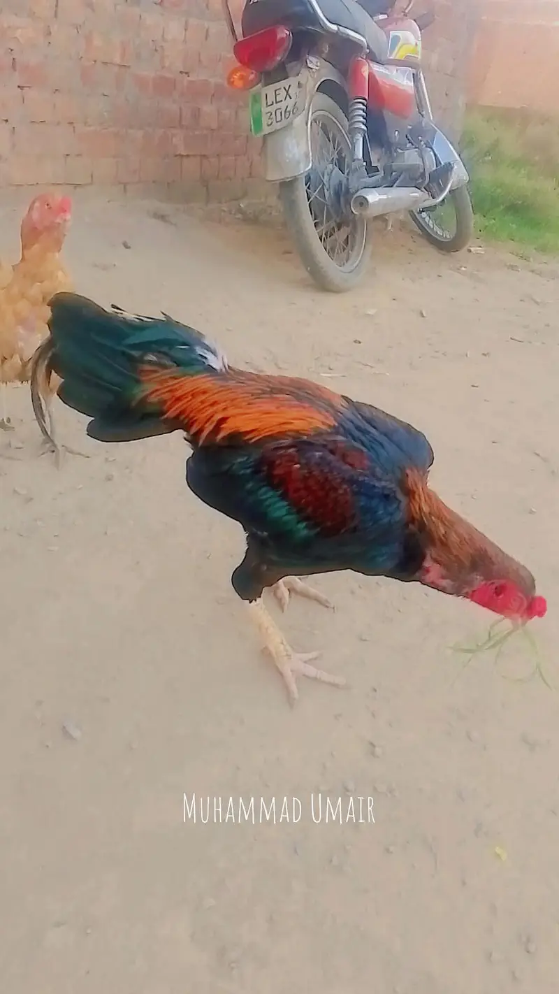 burmi murga hi or burmi thi madi or burmi thi patha jis Bhai ko samajh — photo 6