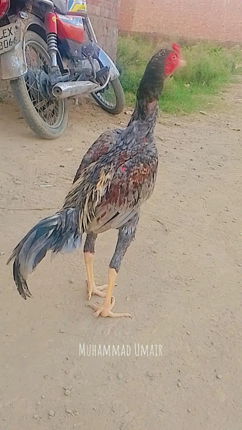 burmi murga hi or burmi thi madi or burmi thi patha jis Bhai ko samajh — photo 7