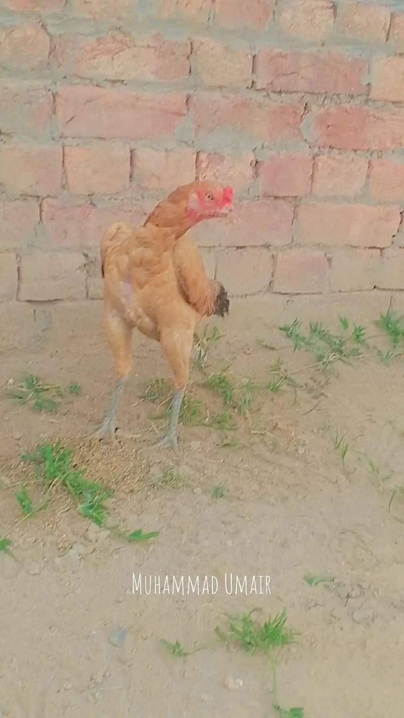 burmi murga hi or burmi thi madi or burmi thi patha jis Bhai ko samajh — photo 8