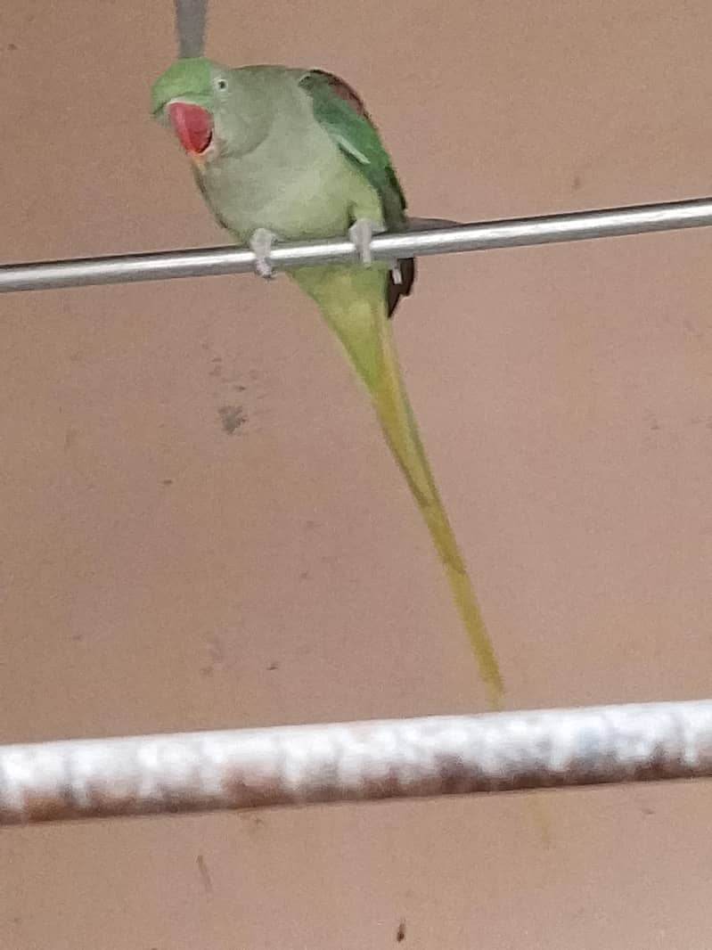 Raw Breader Female 2