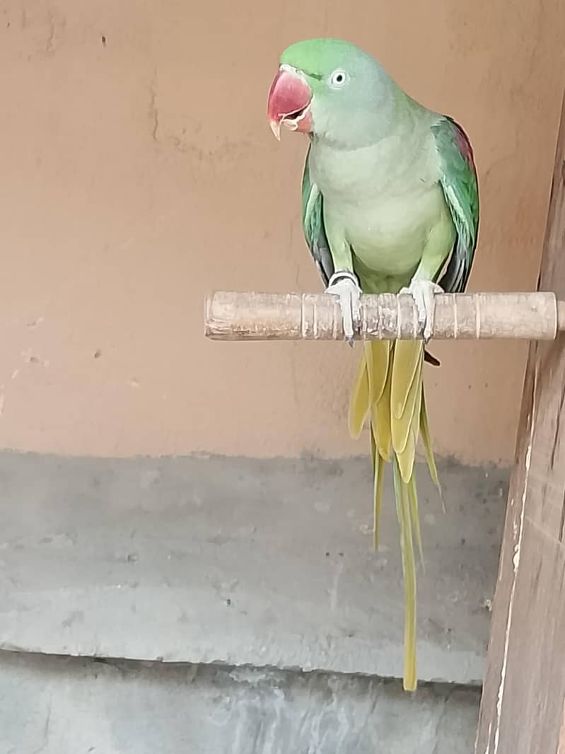 Raw Breader Female 3