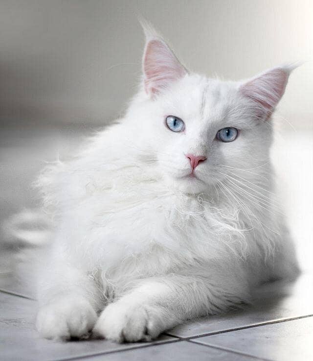 cute cat 1