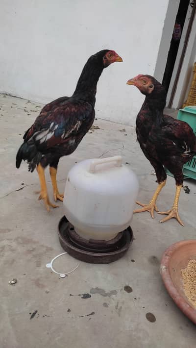 Mianwali Aseel Pair and 2 baby chicks (03008822751)