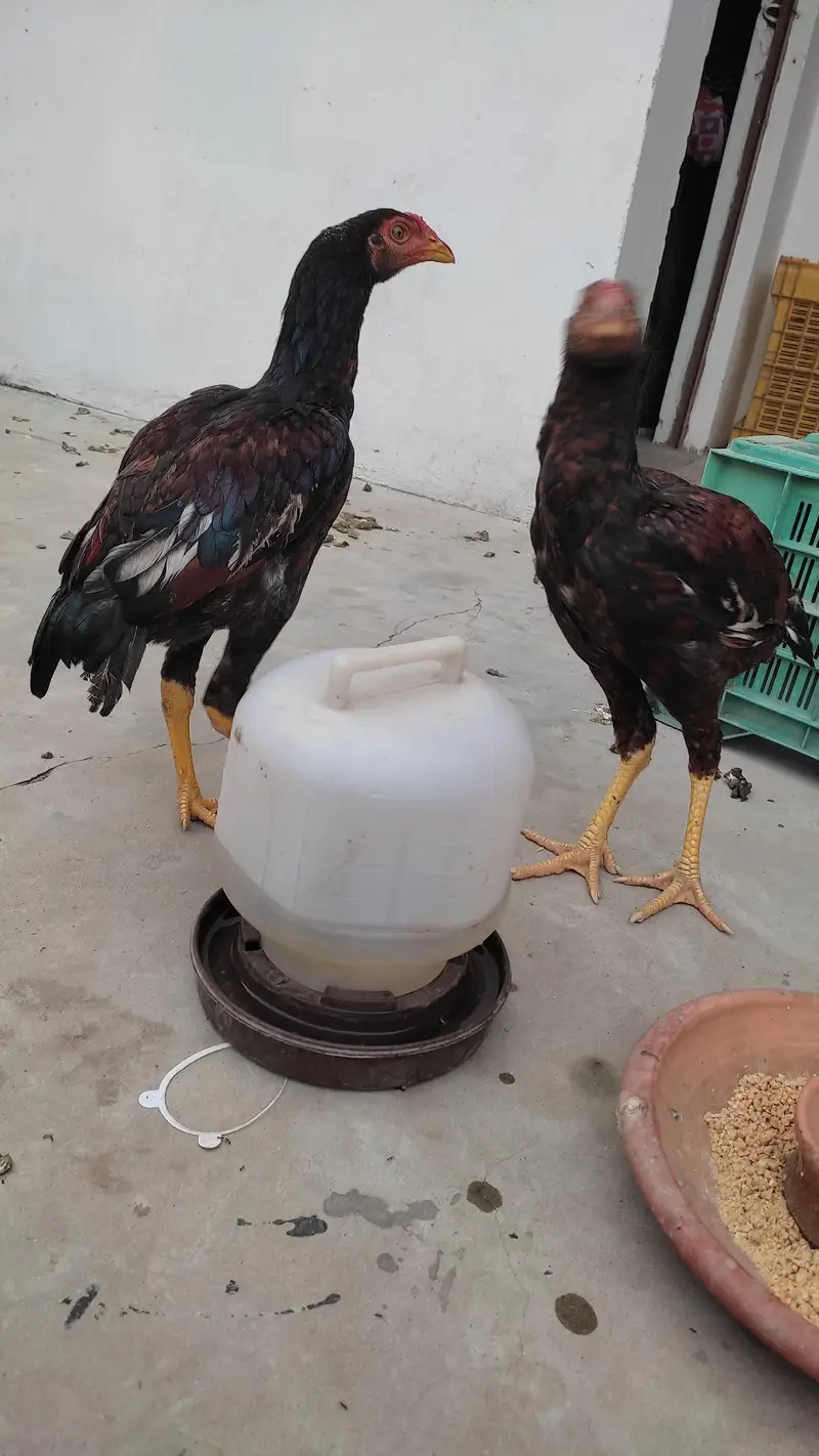 Mianwali Aseel Pair and 2 baby chicks (03008822751) — photo 2