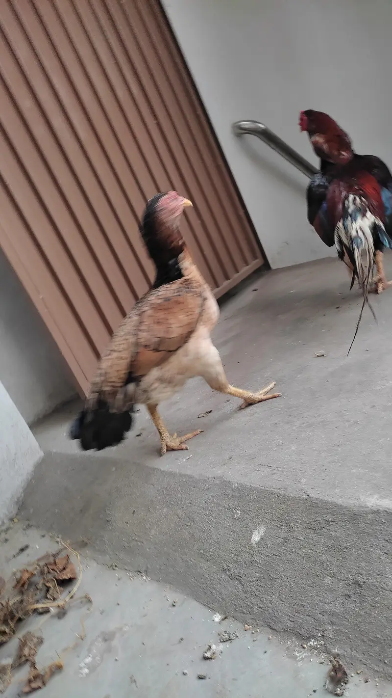 Mianwali Aseel Pair and 2 baby chicks (03008822751) — photo 4