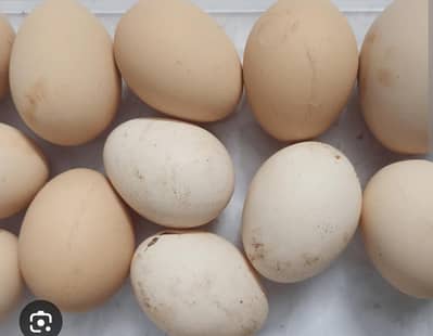 Dedi eggs