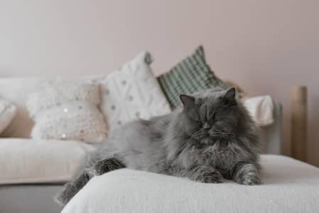 Litter-Trained 1-Year Persian