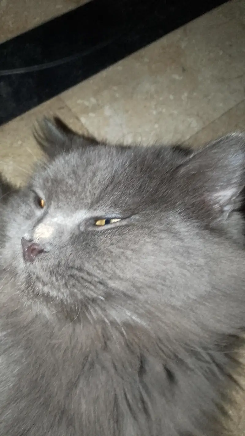 Litter-Trained 1-Year Persian — photo 2