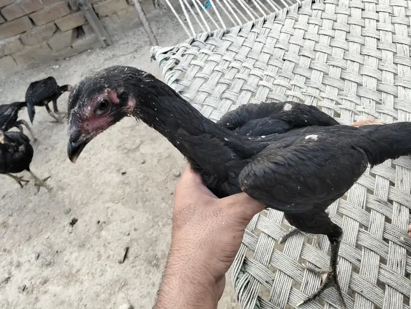 penus plus gonaya plus burmi — photo 2