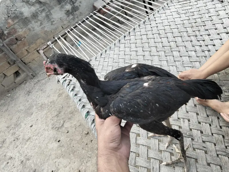 penus plus gonaya plus burmi — photo 4