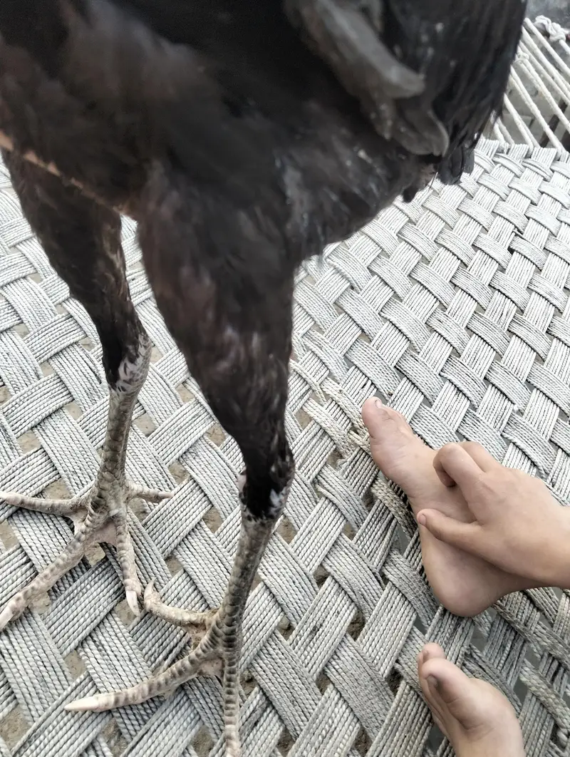 penus plus gonaya plus burmi — photo 5