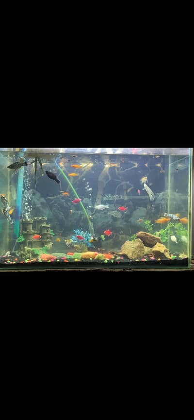 All fishes available