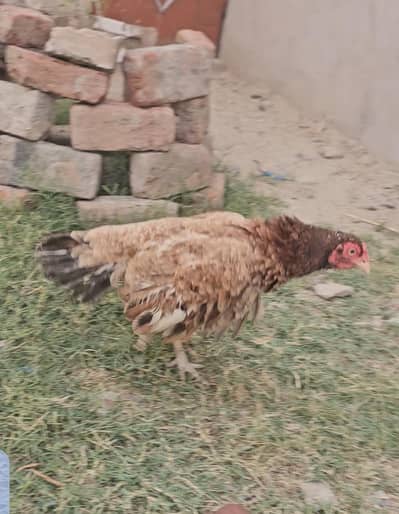 aseel pur mianwali female
