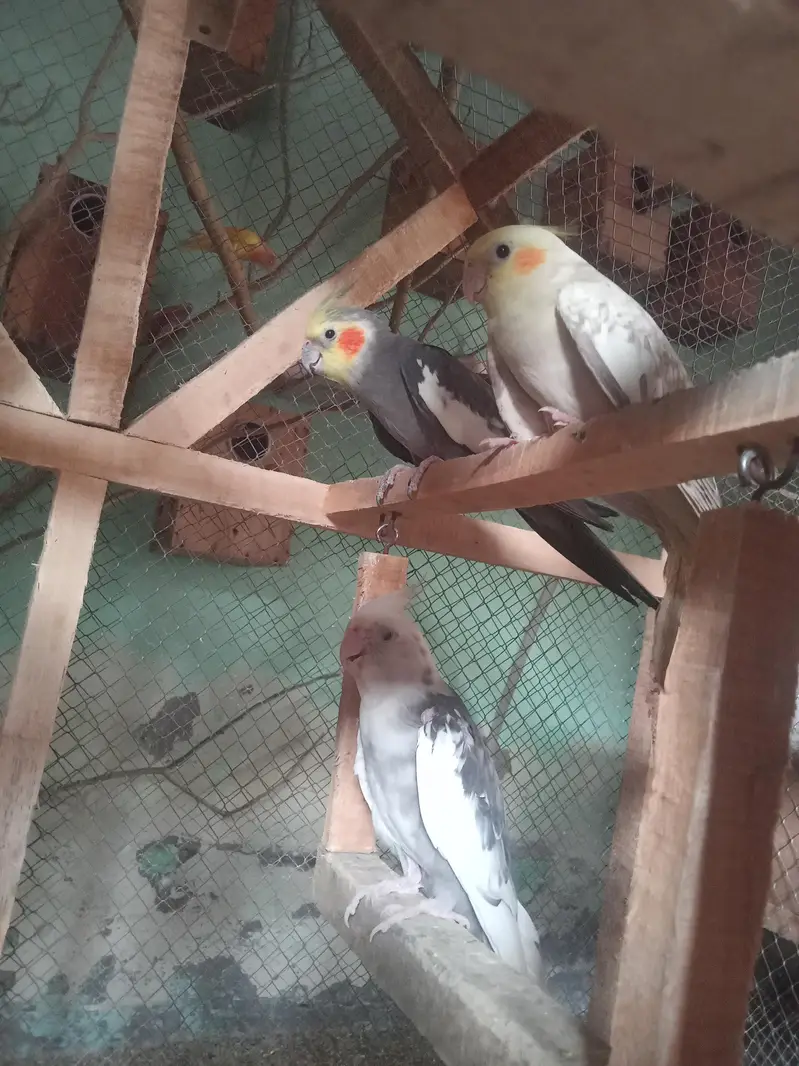 love birds healthy aur active pair — photo 6