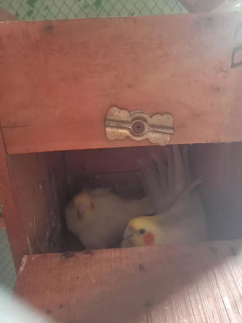 love birds healthy aur active pair — photo 9