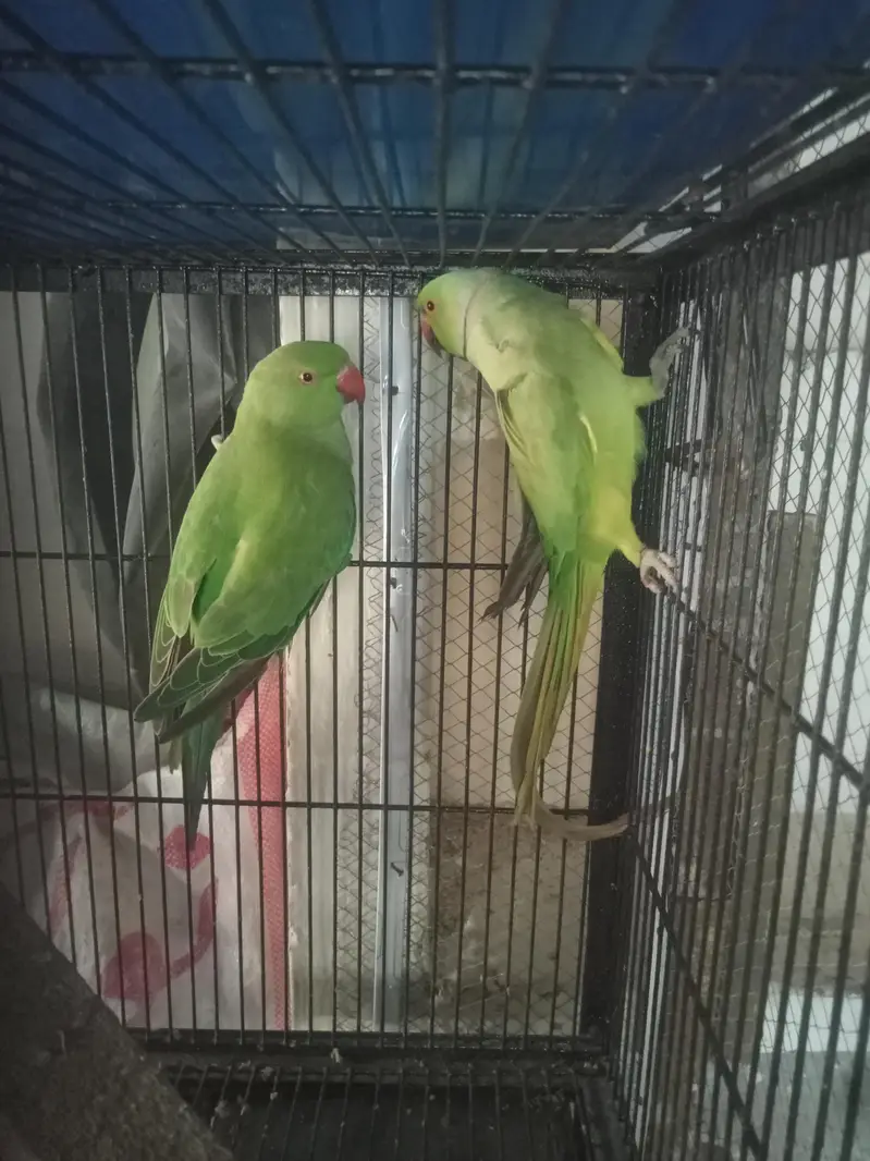 love birds healthy aur active pair — photo 10