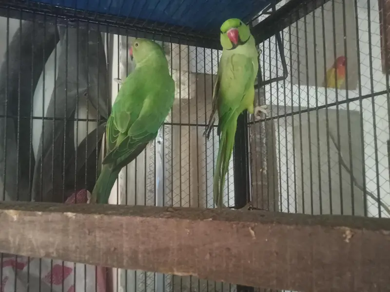love birds healthy aur active pair — photo 11