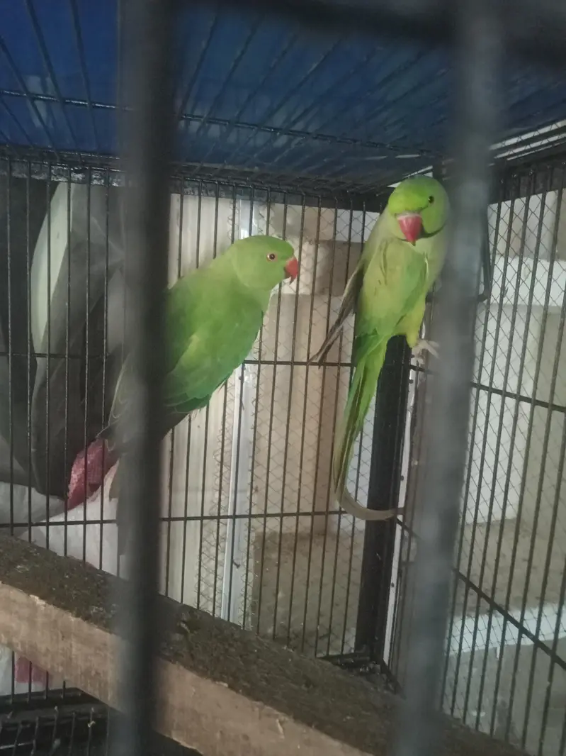 love birds healthy aur active pair — photo 12