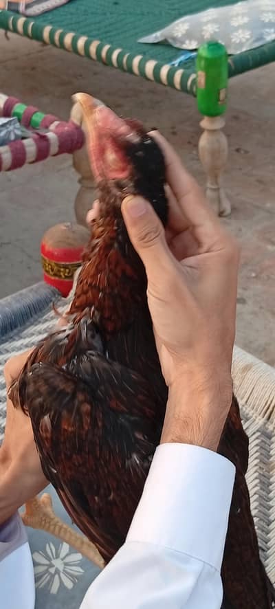 aseel hen for sale