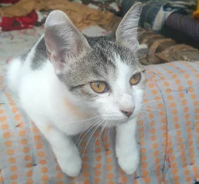 cat for sell