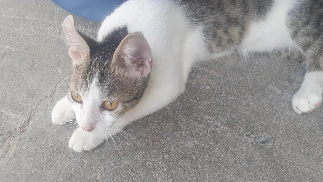 cat for sell — photo 2