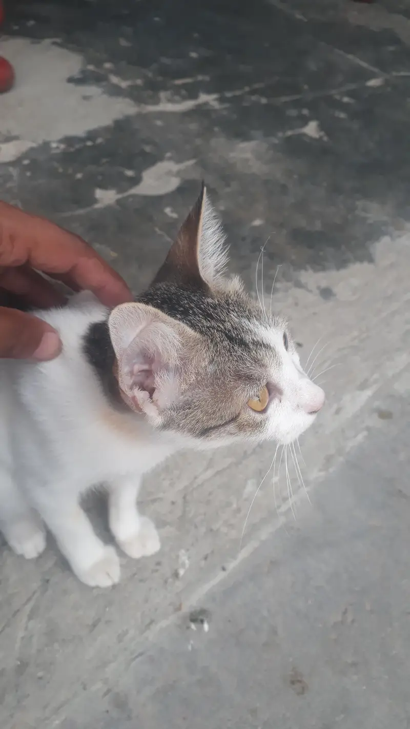 cat for sell — photo 3