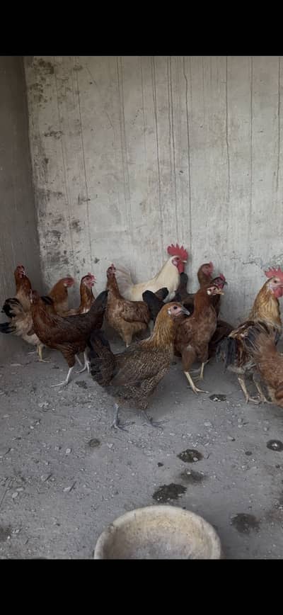 Egg laying Desi Hens ( Murghiyan ) For sale with 2 males .
