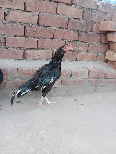 aseel mianwali mushka lasani 1 murga 2 murgiya for sale