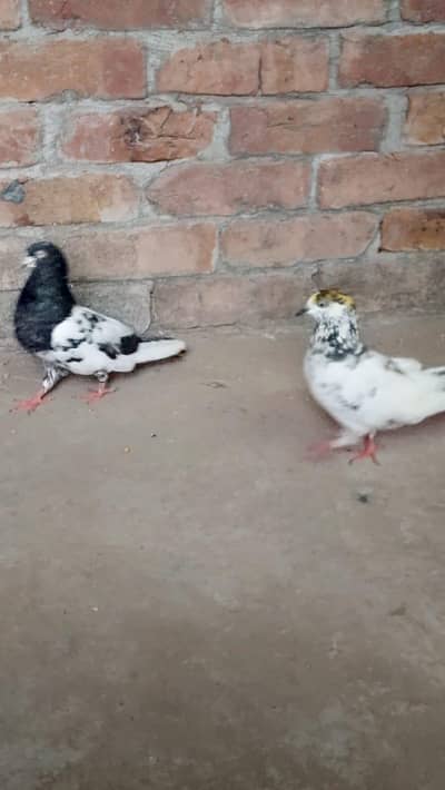 ram puri kbuter paky jholy mn prwari kbuteri