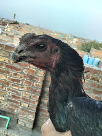    pure dragon Aseel 2atthe full black for sale number 1 quality