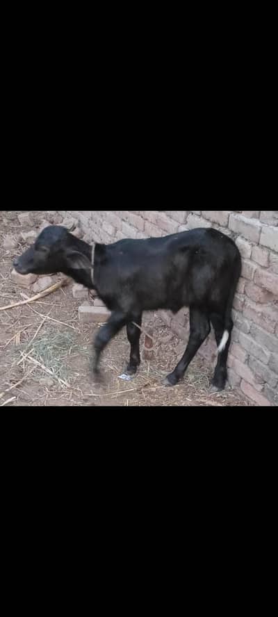 Pehlan jhoti buffalo bhens bhains katti cow 03024003191