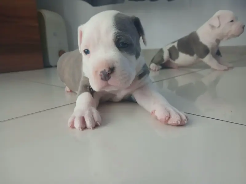 amercan pitbull puppies — photo 3