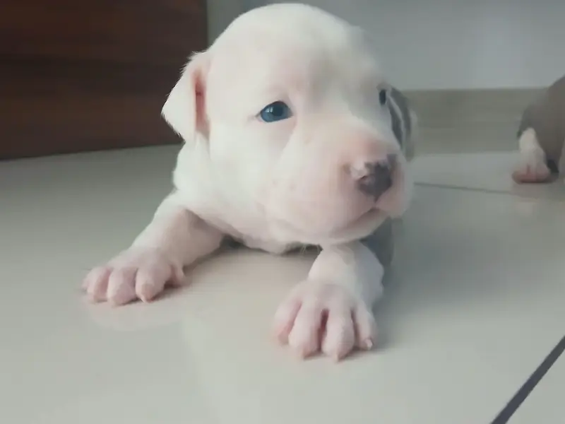 amercan pitbull puppies — photo 4