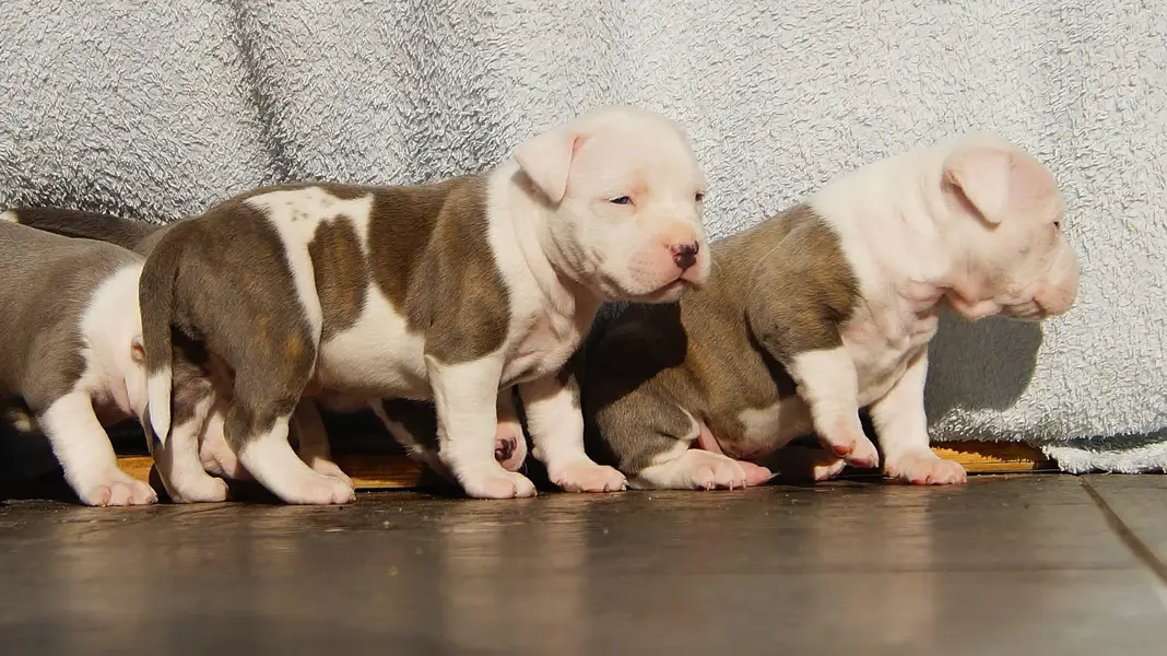 amercan pitbull puppies — photo 2
