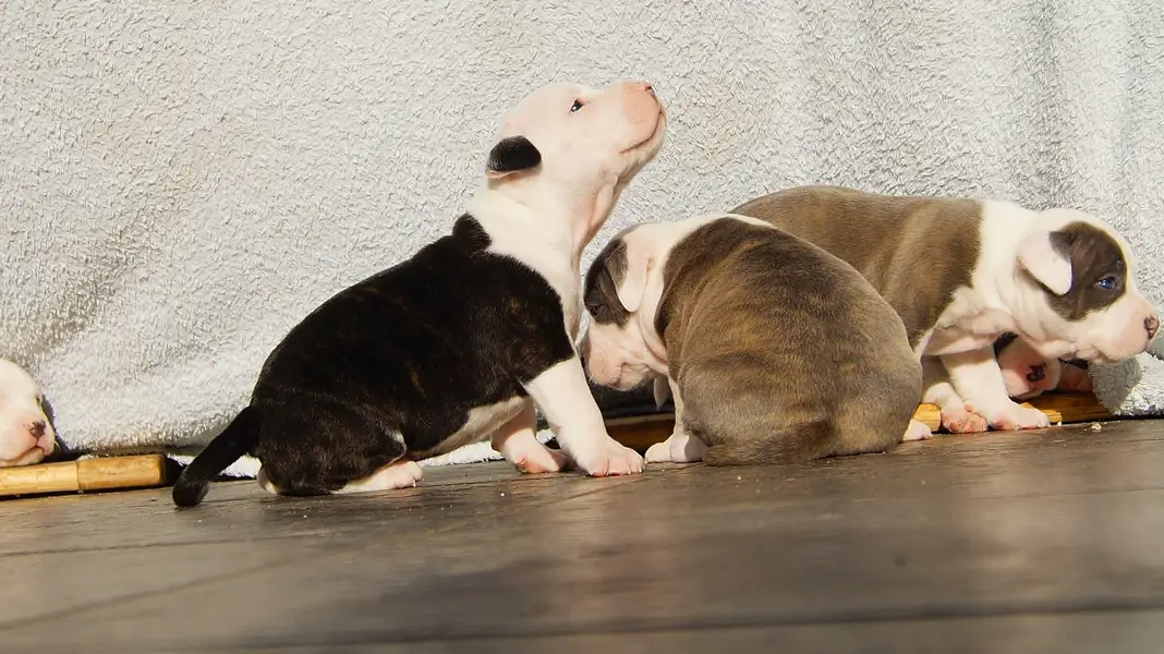 amercan pitbull puppies — photo 5