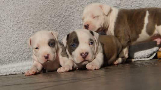 amercan pitbull puppies