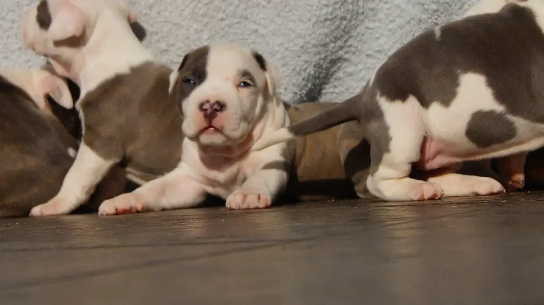 amercan pitbull puppies — photo 6