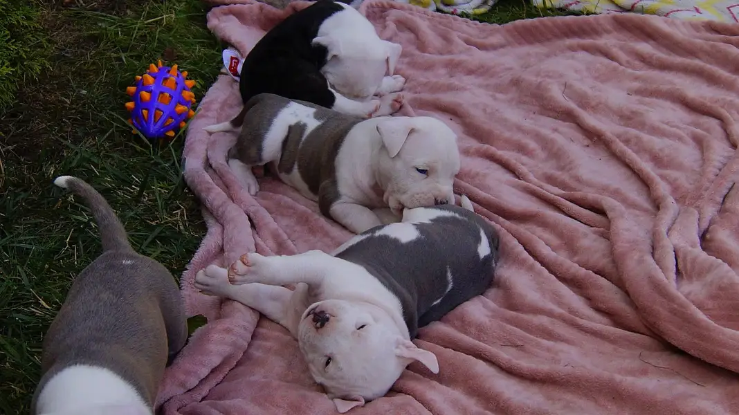 amercan pitbull puppies — photo 7