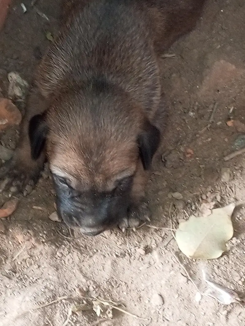 dog is 6 — photo 2