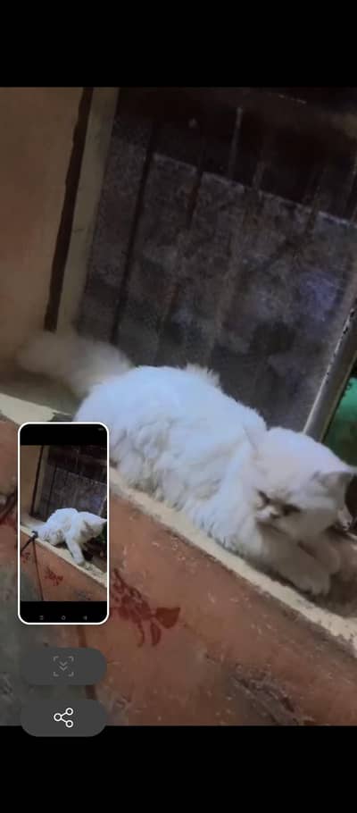 Butifull cat