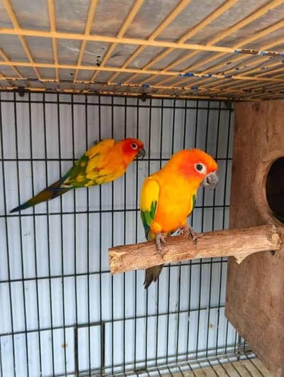 sun conure pair