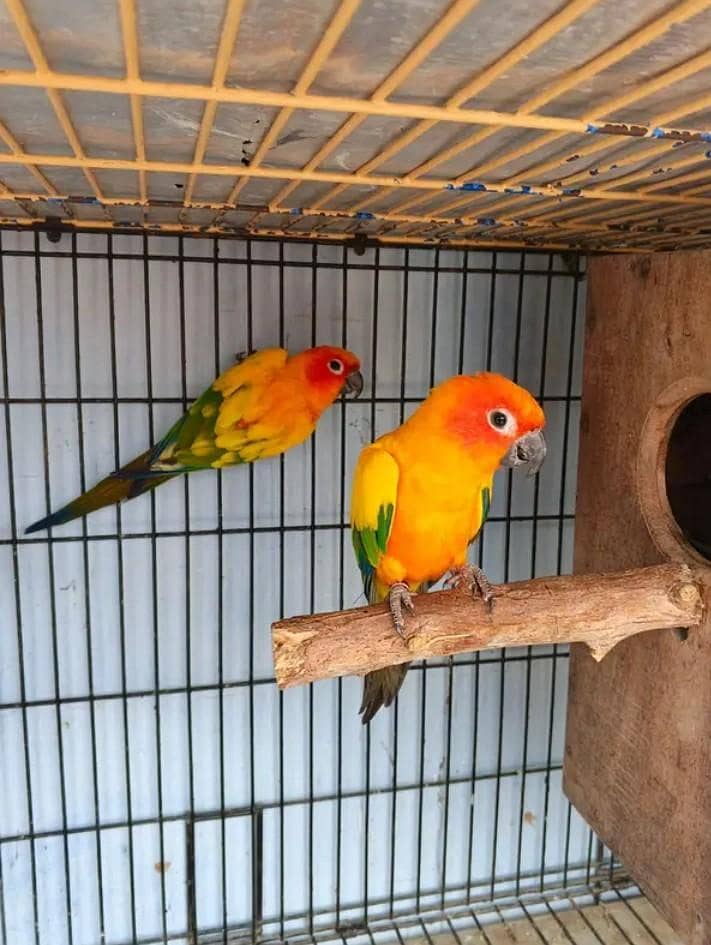 sun conure pair 0
