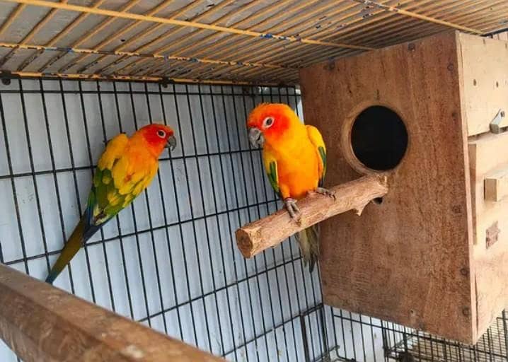 sun conure pair 1