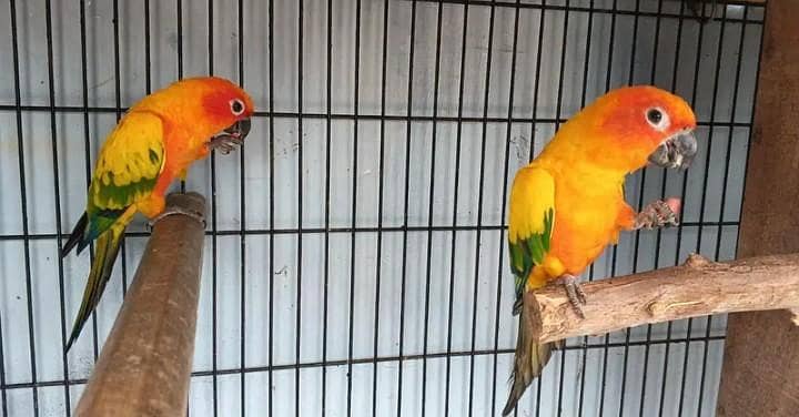 sun conure pair 2