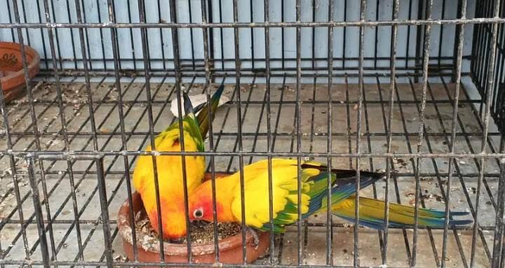 sun conure pair 3