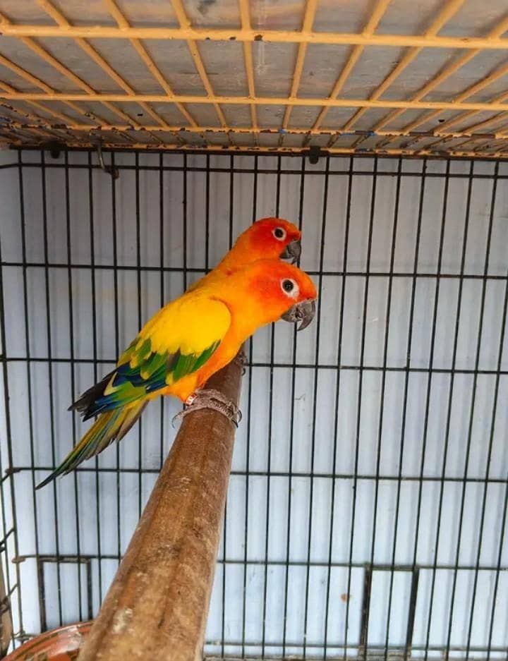 sun conure pair 4